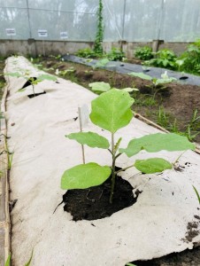 DOST-FPRDI Develops Sustainable Paper Mulch for Agriculture